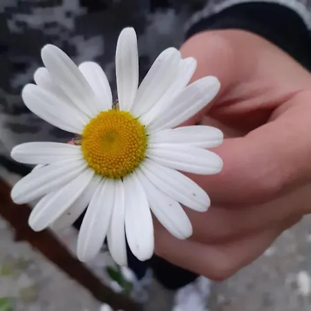Hébergement de vacances Signorile Con Giardino Aoste