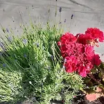 Signorile Con Giardino Hébergement de vacances