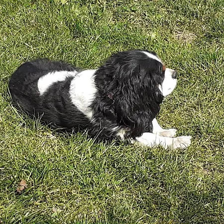 펜션 Signorile Con Giardino