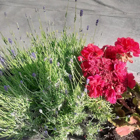 Signorile Con Giardino 펜션