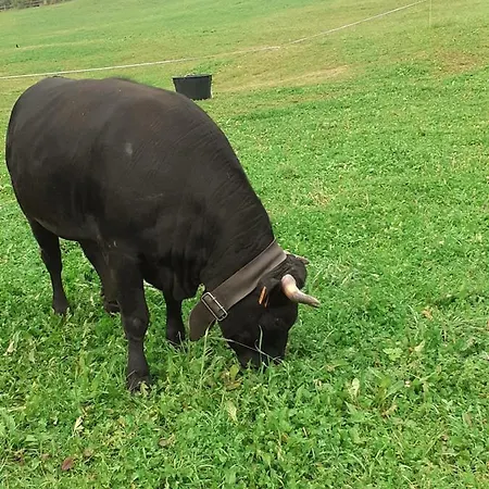 Vakantiehuis Signorile Con Giardino *