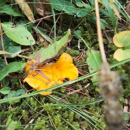 Signorile Con Giardino Vakantiehuis *