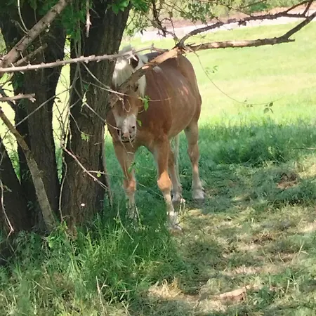 Signorile Con Giardino *