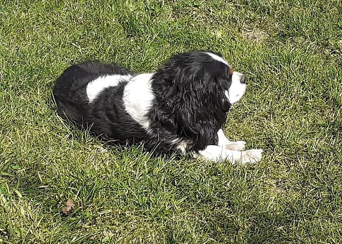 Дом отдыха Signorile Con Giardino