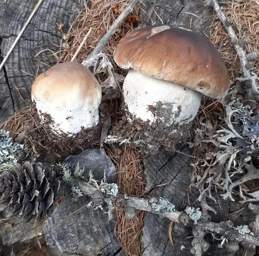 Signorile Con Giardino