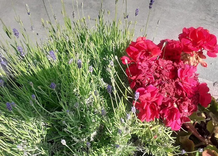 Signorile Con Giardino Nyaraló