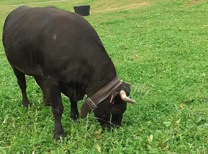 Nyaraló Signorile Con Giardino *