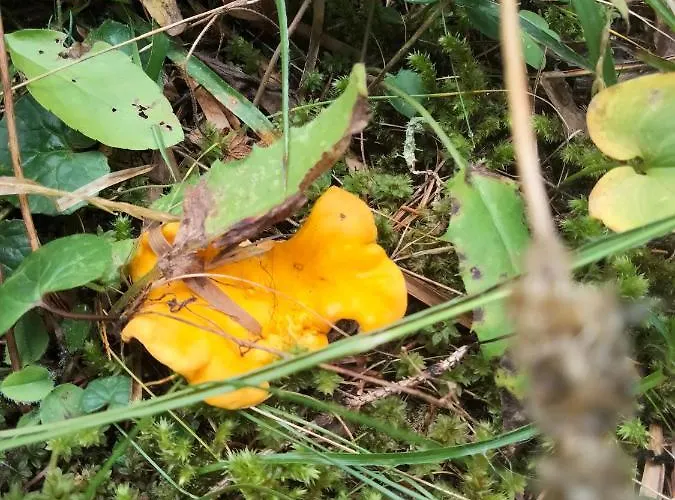 Signorile Con Giardino Nyaraló *