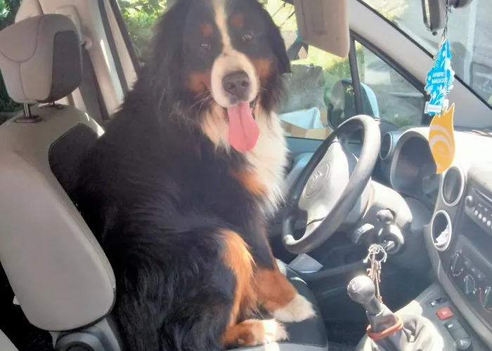 Signorile Con Giardino *