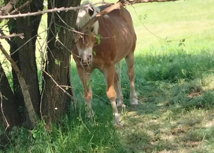 Signorile Con Giardino *